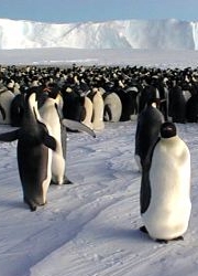 Kaiserpinguine