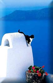 Santorini-Katze